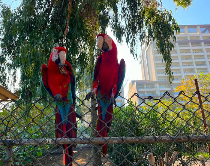 طوطی باغ وحش بابلسر